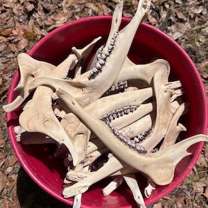 Deer jaw bone