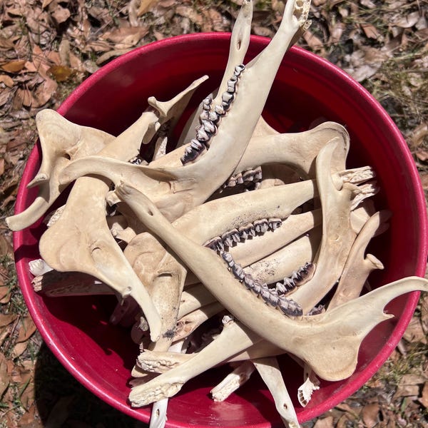 Deer jaw bone