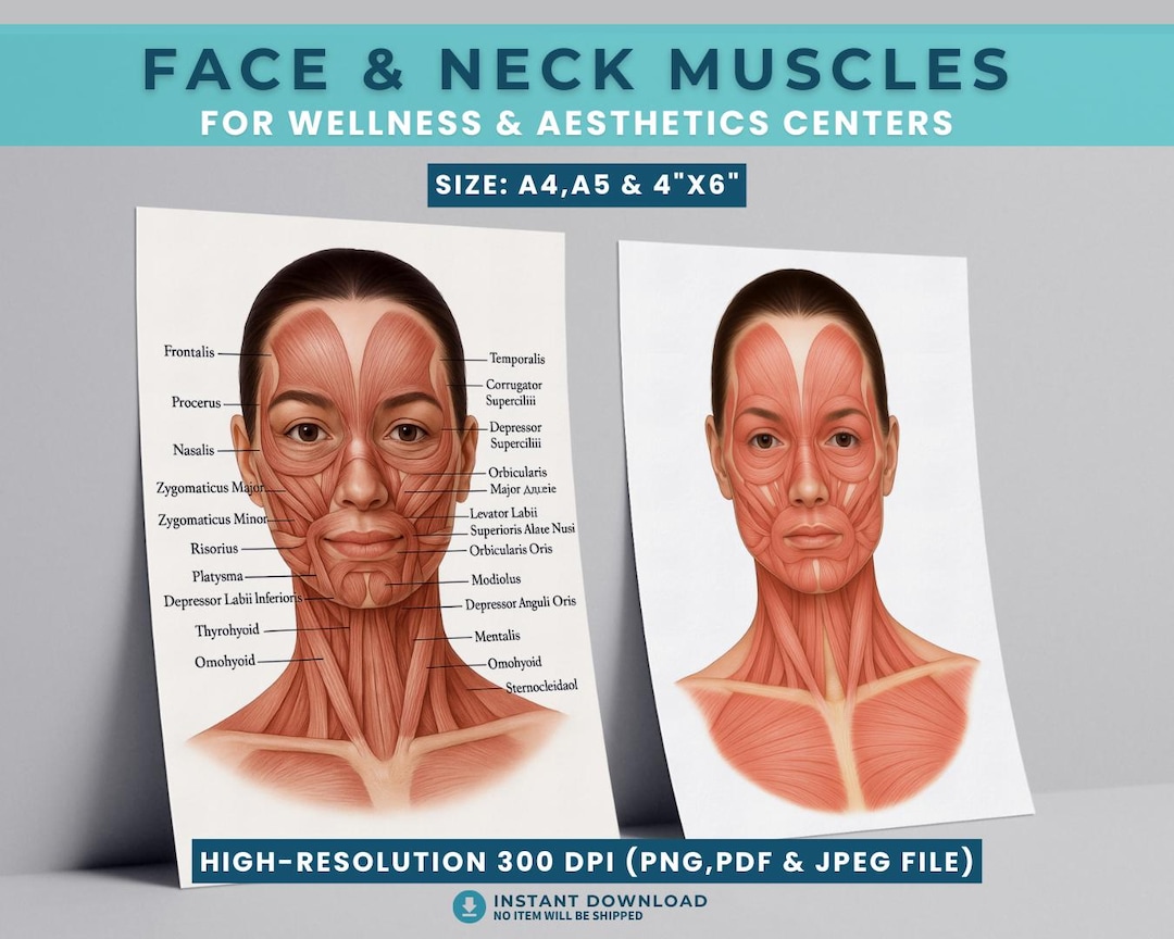 Facial Muscle Anatomy Poster Face and Neck Muscles Chart Printable ...