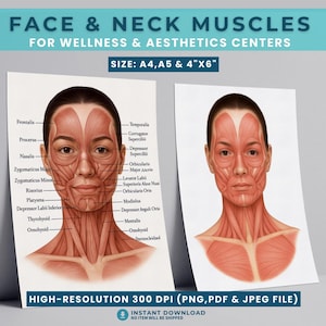 May include: Two anatomical charts titled "FACE & NECK MUSCLES" for wellness and aesthetics centres. The charts display detailed illustrations of facial and neck muscles, with labels. The size options are A4, A5, and 10cm x 15cm. The image is high-resolution 300 DPI and available as a PNG, PDF, and JPEG file.