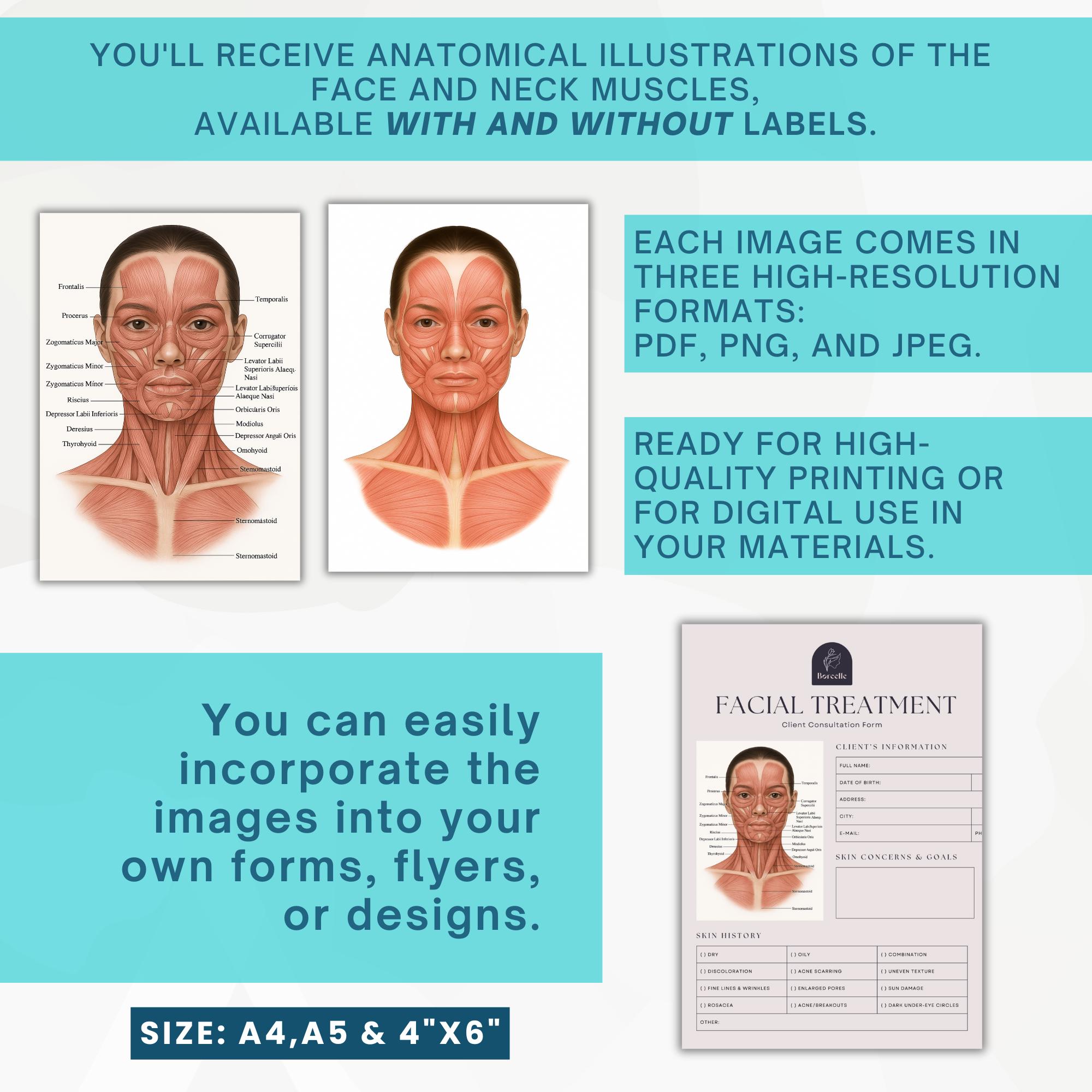 Facial Muscle Anatomy Poster Face and Neck Muscles Chart Printable ...
