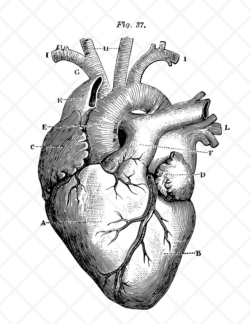 Download Anatomical Heart Illustration Commercial License Human Heart Clip Art Medical Image Cut File Svg Dxf Png