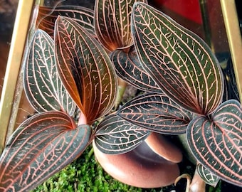 Ludisia discolor var Spiderman - Jewel orchid - Live orchid plant - Canadian grower