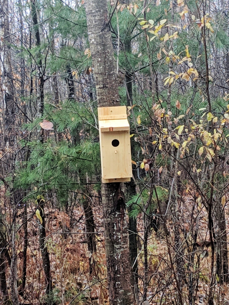 Western Bluebird House Birdhouse for Chickadees House Wrens Bluebird