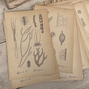 Antiche tavole artistiche con cellule vegetali del 1880, illustrazioni di sezioni trasversali, Nature Science, per decorazioni murali, effimeri per diari di viaggio, 5 fogli a caso
