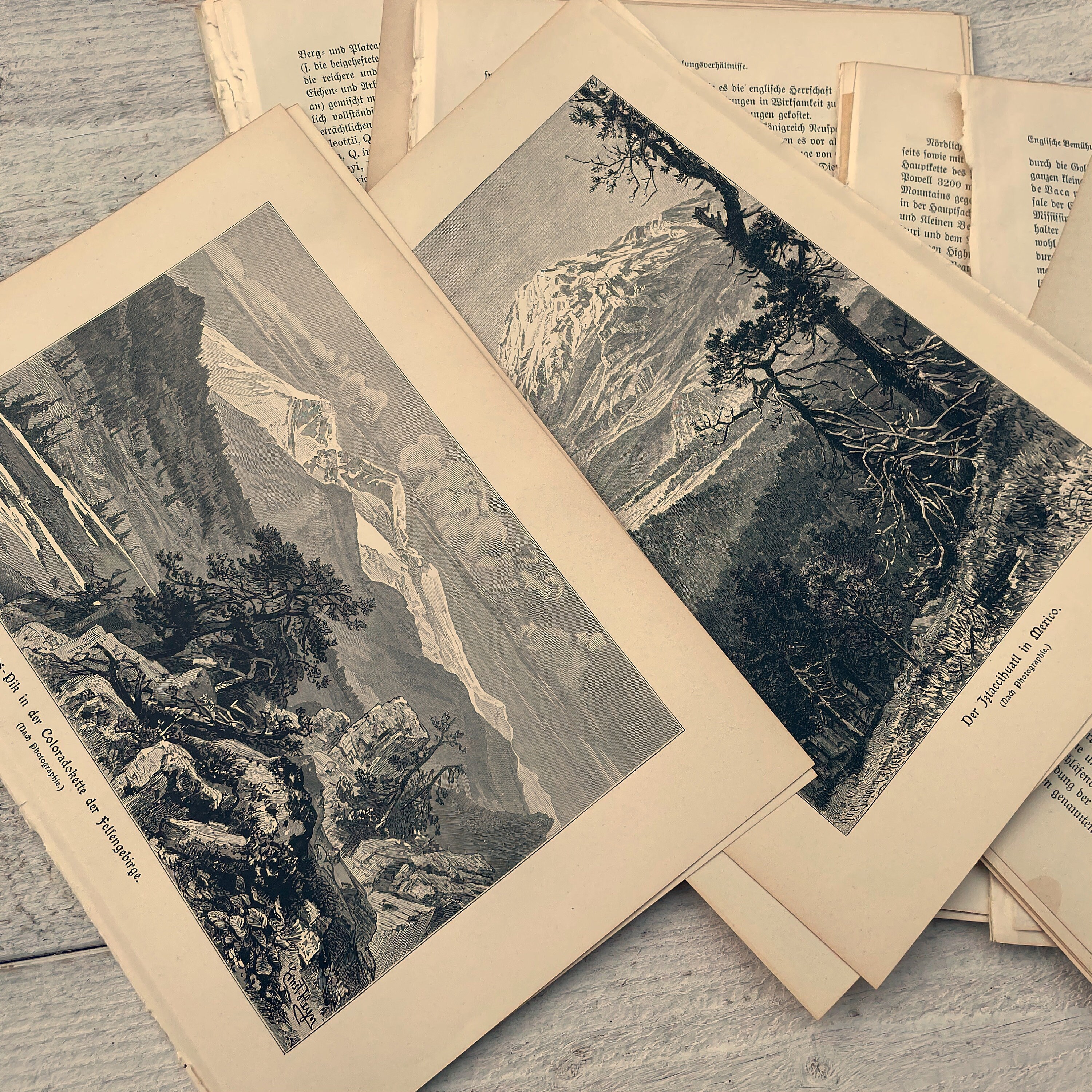 Antique Illustrated Science Study Book Pages - 50 Sheets - German ...