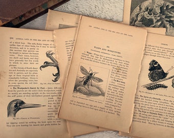 Pagine di libri antichi illustrati sulla vita degli animali, carta del 1880, Biologia Natura, 10 fogli in totale, 8 con illustrazioni e 2 con solo testo