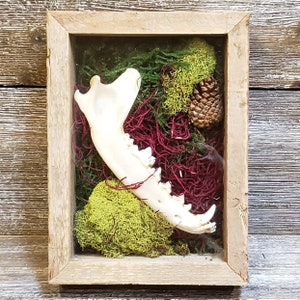 Art of Decay 1 : Coyote Jaw Bone Moss Pine Cone