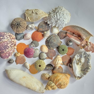 May include: A collection of seashells in various shapes, sizes, and colours, including a large white sea urchin, a pink and white clam shell, and a variety of smaller shells.