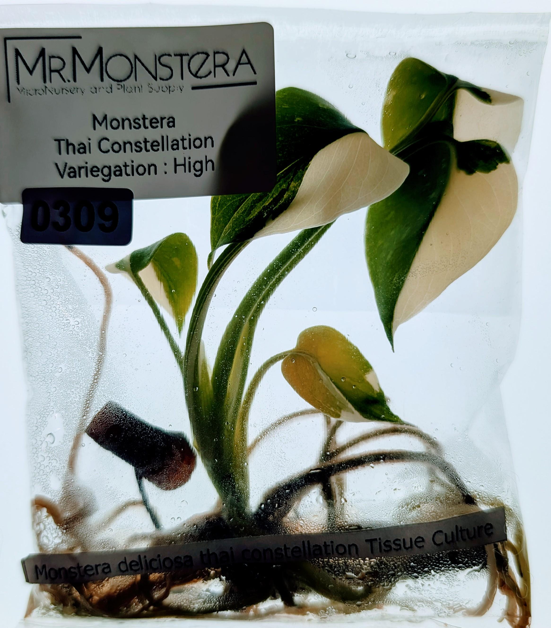 monstera indoor Monstera – Fragrance Plants and Flowers