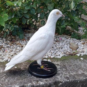 Pode incluir: Um pombo branco está em pé sobre uma base circular preta. A ave tem olhos amarelos e uma faixa amarela na perna. A base é decorada com uma representação detalhada das patas da ave. O fundo apresenta vegetação e uma parede de pedra.