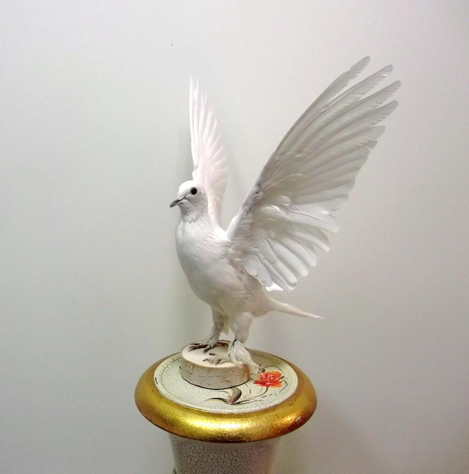 ヴィンテージ 剥製 白鳩 ベルギー 【公式通販】