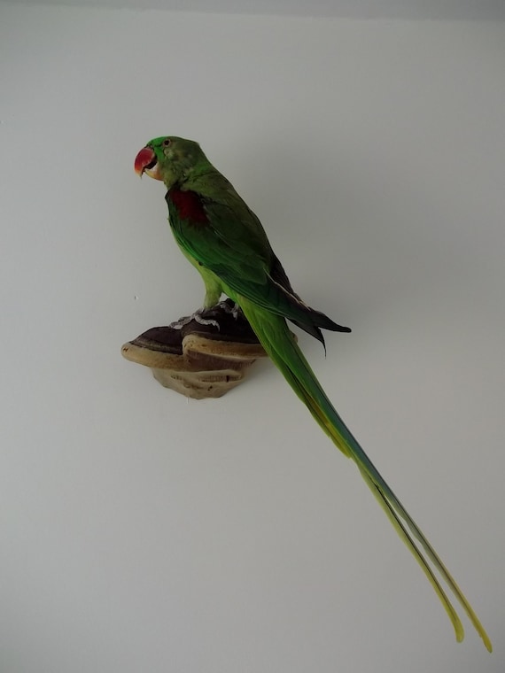 taxidermy parakeet
