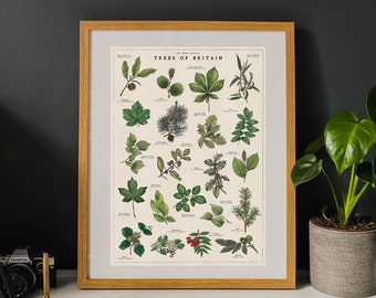 British Trees Poster | Vintage Tree Artwork | Native Trees of Britain | Hand-drawn Botanical Print