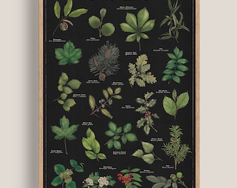 Britische Bäume Poster, Vintage Baum Identifikation, Wald Wandkunst, botanische Illustration Print, Wildlife Baumarten Chart