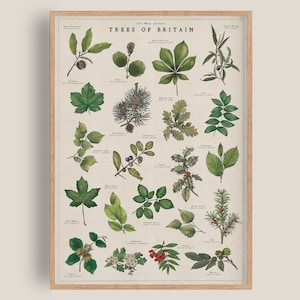 Póster de árboles británicos, identificación de árboles vintage, arte mural de bosques, lámina de ilustración botánica, tabla de especies de árboles silvestres