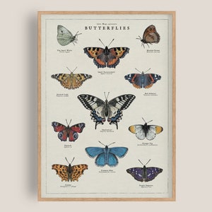 May include: A vintage style illustrated poster featuring 12 different types of butterflies. The poster is titled "Butterflies" and features the scientific name and common name of each butterfly.
