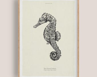 Puede incluir: Una impresión enmarcada con una detallada ilustración en blanco y negro de un caballito de mar. El caballito de mar se muestra de perfil, con su cola enroscada y su forma corporal única. Incluye el texto "Short-snouted Seahorse".