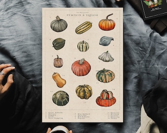 Puede incluir: Un gráfico ilustrado de estilo vintage de diferentes tipos de calabazas y calabacines. El gráfico está etiquetado como "Pumpkin & Squash" e incluye los nombres de cada variedad, como "Green Kabocha", "Blue Hubbard" y "Butternut".