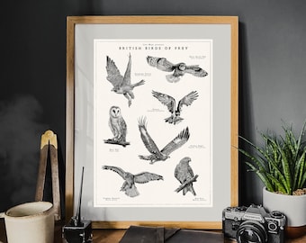 Puede incluir: Un póster ilustrado en blanco y negro titulado "British Birds of Prey" con dibujos de diferentes aves rapaces, incluyendo un búho de orejas cortas, un halcón peregrino, un águila real, una milana real, un gavilán, un cernícalo vulgar, un búho común y un buitre.