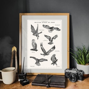 Poster britannico di uccelli rapaci, opere d'arte di uccelli vintage, opere d'arte della fauna selvatica disegnate a mano, collezione di uccelli selvatici