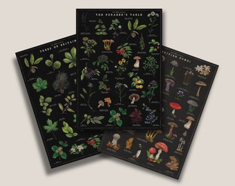 Puede incluir: Tres pósters ilustrados en blanco y negro con ilustraciones botánicas de árboles, setas y plantas. Los pósters se titulan "Trees of Britain", "The Forager's Table" y "British Fungi".
