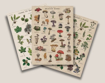 Puede incluir: Tres pósters ilustrados de estilo vintage con temas botánicos y fúngicos. Los pósters se titulan "Trees of Britain", "British Fungi" y "Forager's Table". Cada póster presenta ilustraciones detalladas de diversas plantas y hongos en una paleta de colores apagados.
