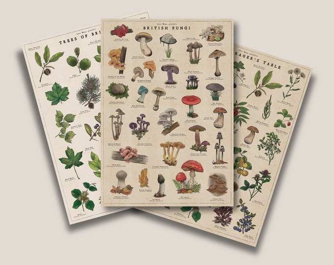 Botanical Print Bundle | British Trees Poster | Fungi Artwork | Foraging Illustration