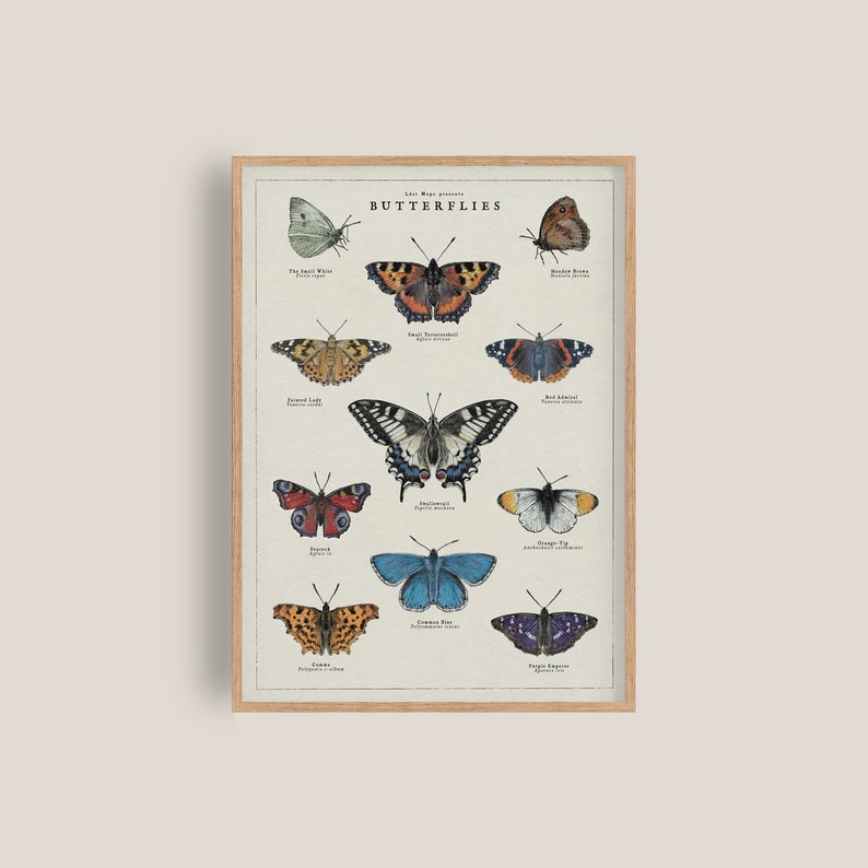 May include: A vintage style illustrated poster featuring 12 different types of butterflies. The poster is titled "Butterflies" and features the scientific name and common name of each butterfly.