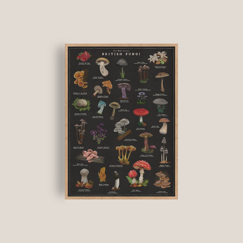May include: A black and white illustrated poster featuring a collection of 36 different types of British fungi. The poster is titled "The Wild Guide Presents British Fungi".
