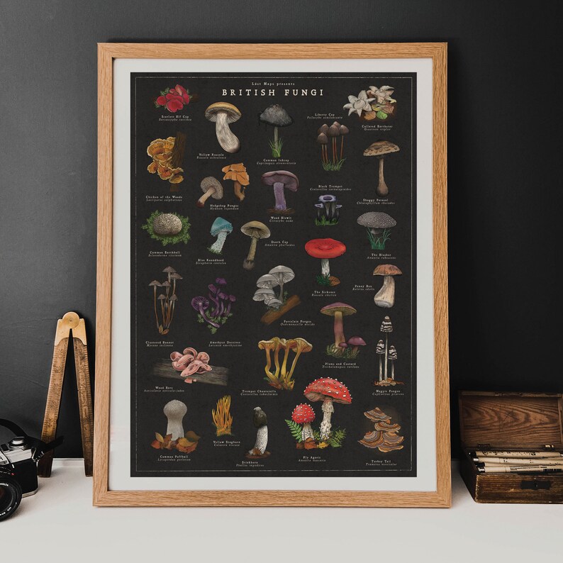 May include: A vintage-style illustrated poster featuring a collection of British fungi. The poster is on a black background and features the title "British Fungi" in a white font. The poster includes the names of each type of fungi, such as "Fly Agaric", "Chanterelle", and "Common Earthball".