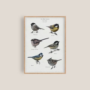 Tetas británicas / Ilustración de pájaros / Arte de pájaros de jardín británico / Pájaro Lámina artística