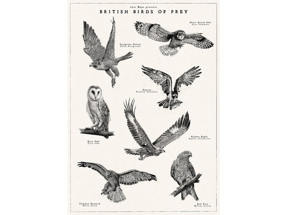 Pin by Anthony & Cheryl on bird posters  Birds of prey, British birds of  prey, Wild birds