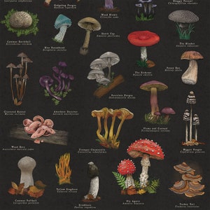 May include: An illustrated guide to different types of mushrooms, with names and descriptions for each variety. The guide features a variety of mushrooms, including the Death Cap, the Blusher, the Sickener, and the Fly Agaric.