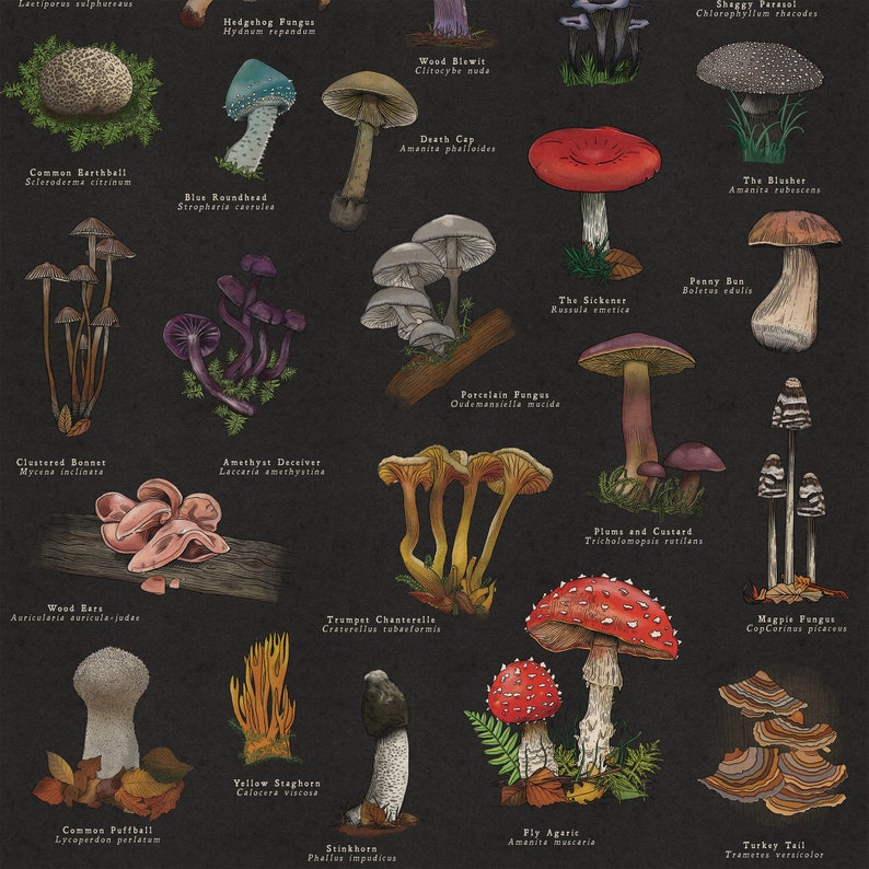 May include: An illustrated guide to different types of mushrooms, with names and descriptions for each variety. The guide features a variety of mushrooms, including the Death Cap, the Blusher, the Sickener, and the Fly Agaric.