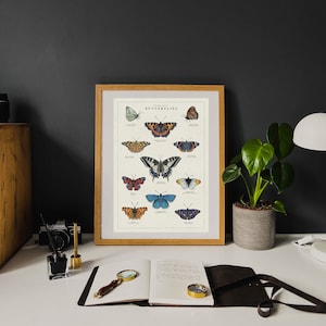 May include: A framed print of a vintage butterfly chart with the title "The World of Butterflies". The chart features 12 different species of butterflies with their scientific names and common names. The butterflies are illustrated in a detailed and realistic style.