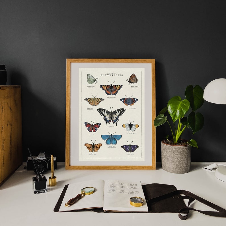 May include: A framed print of a vintage butterfly chart with the title "The World of Butterflies". The chart features 12 different species of butterflies with their scientific names and common names. The butterflies are illustrated in a detailed and realistic style.