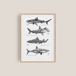 Poster Haie | Haifischarten Wand Kunst |  Meerestiere Kunst | Meerestiere Kinderzimmer Dekor | Badezimmer Kunst | Strand Dekor | Haie Geschenk