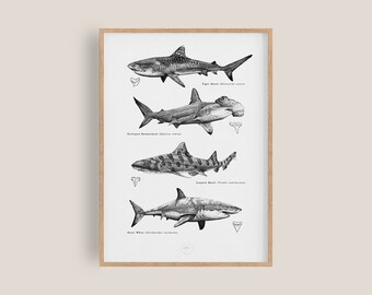 Sharks Poster | Shark Species Wall Art Print |  Sea Creatures Art  | Ocean Animals Nursery Decor | Bathroom Art | Beach Decor | Sharks Gift