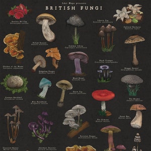 May include: An illustrated guide to British fungi, featuring 20 different types of mushrooms. Each mushroom is depicted with its scientific name and common name. The background is a dark grey colour, and the mushrooms are drawn in a realistic style.