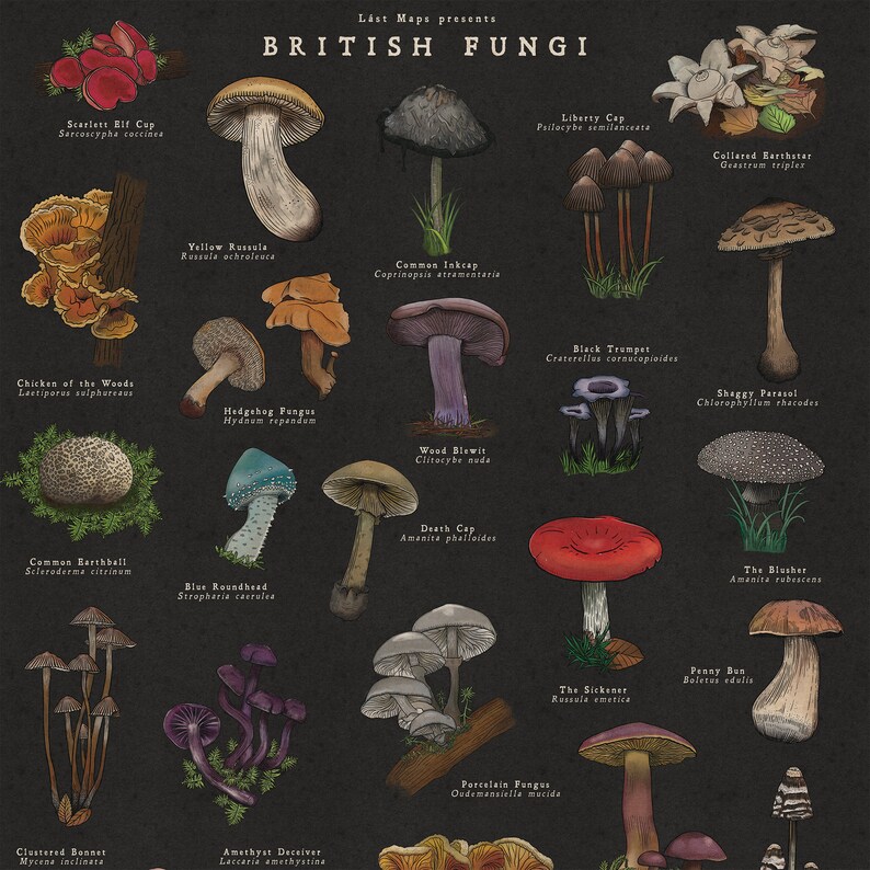 May include: An illustrated guide to British fungi, featuring 20 different types of mushrooms. Each mushroom is depicted with its scientific name and common name. The background is a dark grey colour, and the mushrooms are drawn in a realistic style.