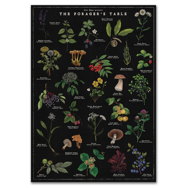 Wild Kitchen Foraging Botanical Print | Foraging Artwork | British Wild Food | Nature Poster ...