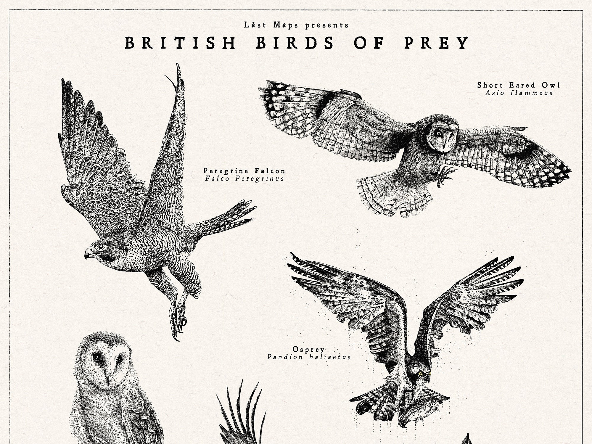 Pin by Anthony & Cheryl on bird posters  Birds of prey, British birds of  prey, Wild birds