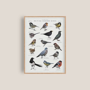 Ilustración de aves de jardín británicas / Impresión de vida silvestre / Arte de aves en acuarela / Impresión de naturaleza británica / Ilustración vintage