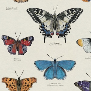 May include: A vintage illustration of ten different butterfly species with their scientific names. The butterflies are depicted in a realistic style with detailed wings and markings. The illustration is printed on a cream-colored background.