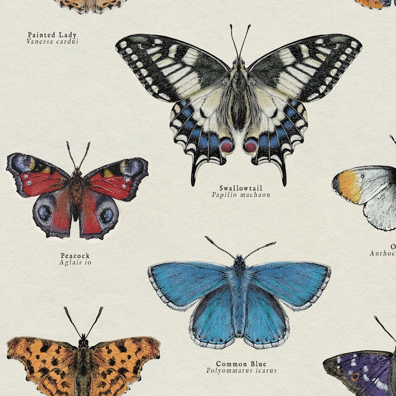 May include: A vintage illustration of ten different butterfly species with their scientific names. The butterflies are depicted in a realistic style with detailed wings and markings. The illustration is printed on a cream-colored background.