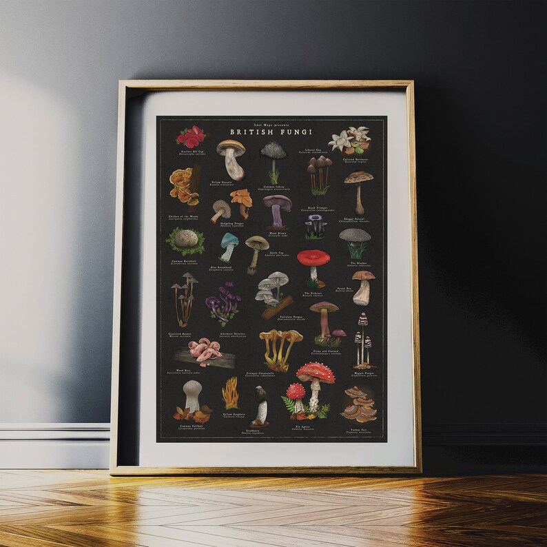 May include: A vintage-style poster featuring a black background with illustrations of various types of mushrooms. The poster is titled "British Fungi" and includes the names of each mushroom.