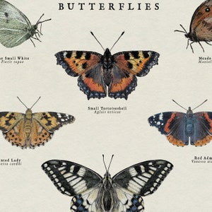 May include: An illustration of six different types of butterflies, including the Small White, Small Tortoiseshell, Painted Lady, Red Admiral, Meadow Brown, and a butterfly labelled "Maniol".