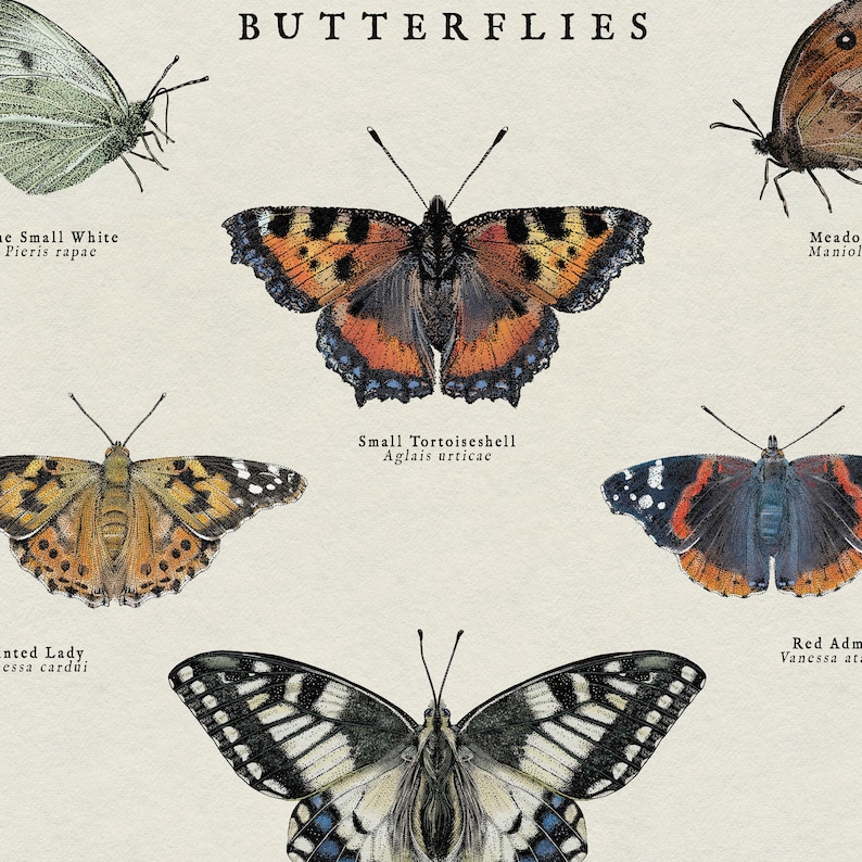 May include: An illustration of six different types of butterflies, including the Small White, Small Tortoiseshell, Painted Lady, Red Admiral, Meadow Brown, and a butterfly labelled "Maniol".