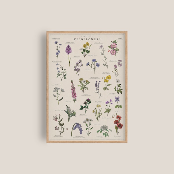 British Wildflowers Artwork | Botanical Print | Watercolour Flowers Art | British Nature Print | Vintage Illustration